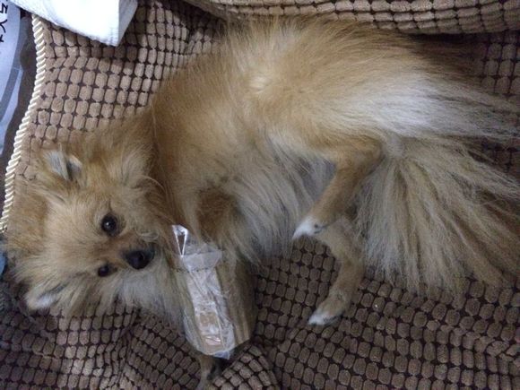 小博美半夜在阳台疯，一下没刹住车从三楼一跃而下摔成重伤，心疼