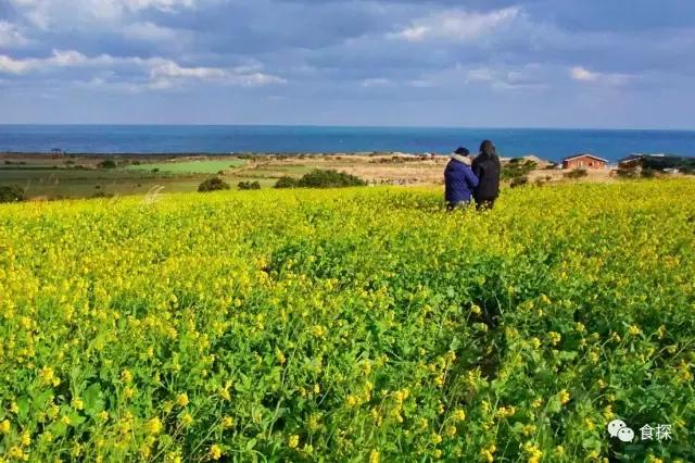 济州岛可以看海也可以吃,济州岛五天四夜逛吃之旅