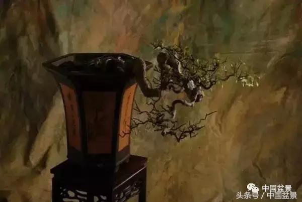 盆景知识与沟通,养花知识大全小盆景