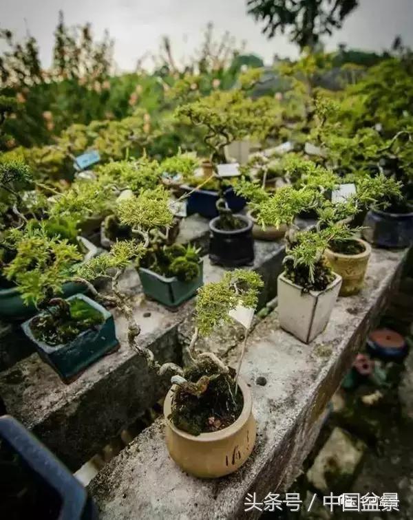 盆景知识与沟通,养花知识大全小盆景