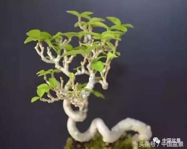 盆景知识与沟通,养花知识大全小盆景