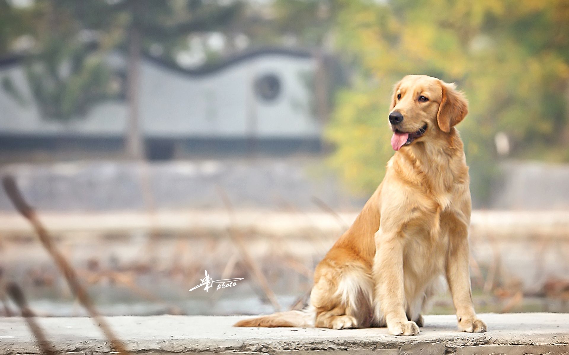 狗狗最不容易掉毛的是哪个品种,狗狗掉毛排行榜