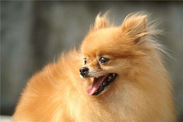 狗狗最不容易掉毛的是哪个品种,狗狗掉毛排行榜