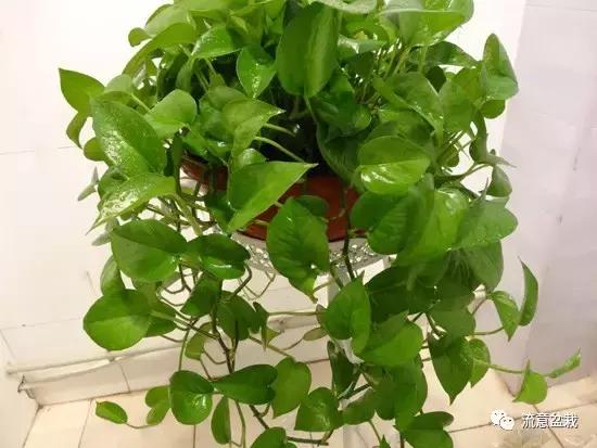 绿萝长得慢怎么补救,绿萝快枯萎了怎么养好