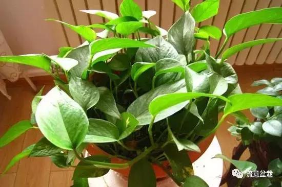 绿萝长得慢怎么补救,绿萝快枯萎了怎么养好