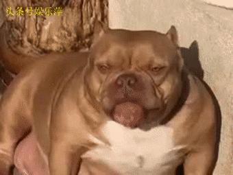 恶霸犬底盘本身就低，毫无疑问，哺乳期就别想动了