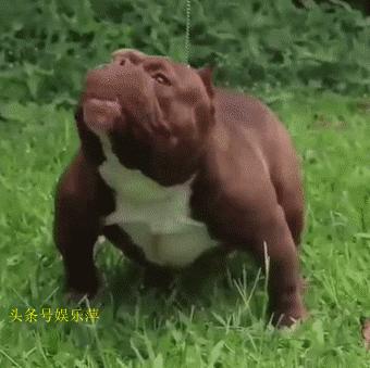 恶霸犬底盘本身就低，毫无疑问，哺乳期就别想动了