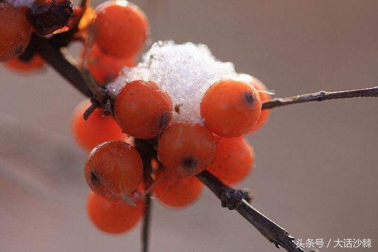 沙棘的故事和相关历史记载,黄金沙棘小镇的故事