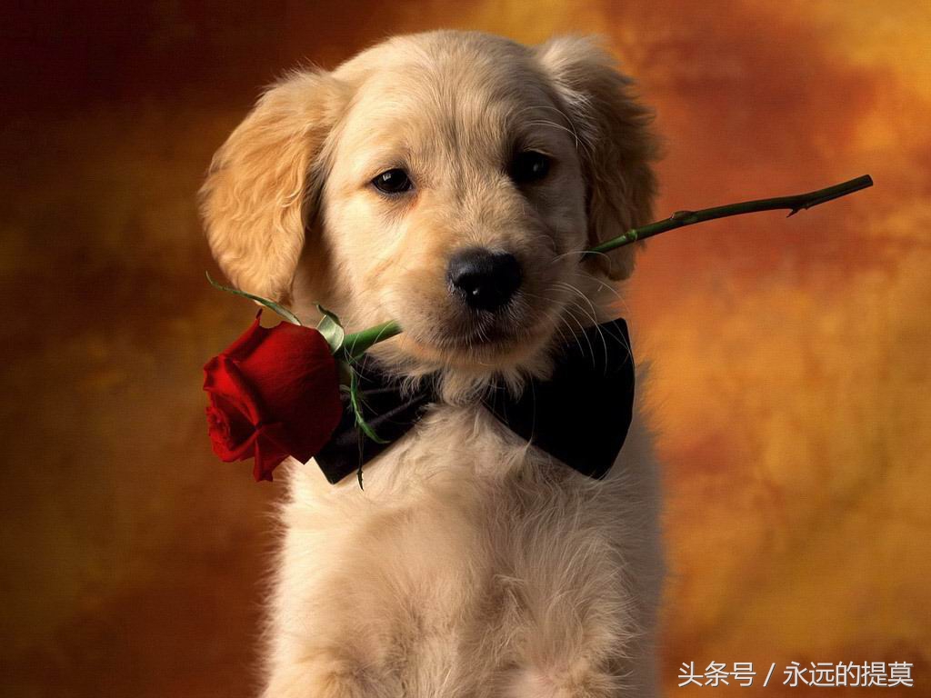 完美宠物有限公司,欢乐宠物金毛