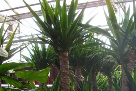 菏泽中泰牡丹花的养殖方法,河州牡丹培育方法