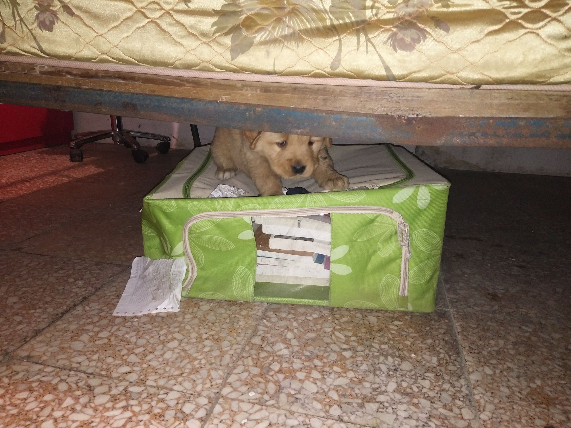 家里金毛老是咬泰迪怎么办,金毛太淘气是什么原因