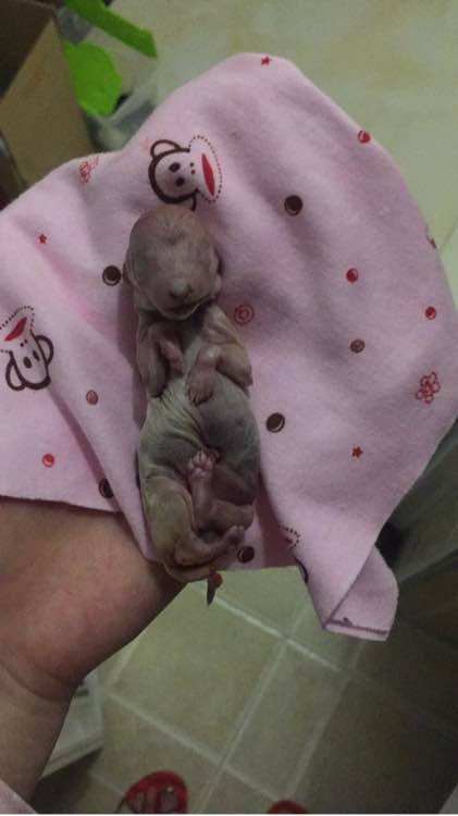 泰迪超过三个月,泰迪超过预产期没生怎么办