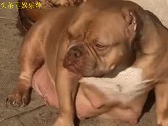 恶霸犬底盘本身就低，毫无疑问，哺乳期就别想动了