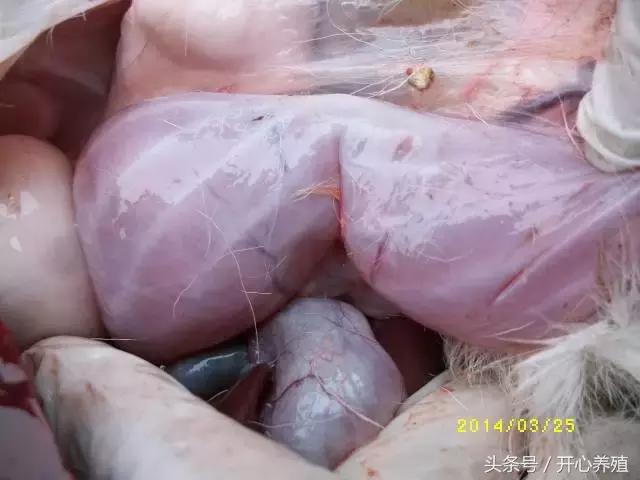 刚出生羔羊软瘫症的治疗方法,羔羊软瘫灵口服快还是注射好