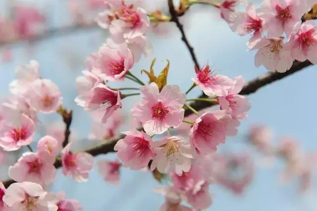 上海最长的樱花大道在哪里,上海樱花盛开的季节是几月