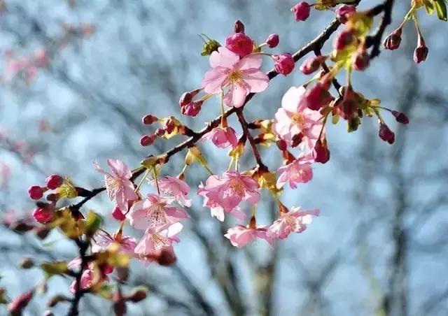 上海最长的樱花大道在哪里,上海樱花盛开的季节是几月