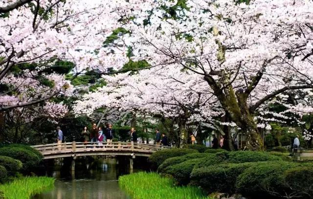 上海最长的樱花大道在哪里,上海樱花盛开的季节是几月