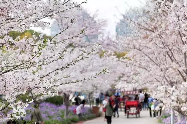 上海最长的樱花大道在哪里,上海樱花盛开的季节是几月