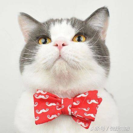 范可尼贫血诊疗指南,儿童贫血的诊疗思路