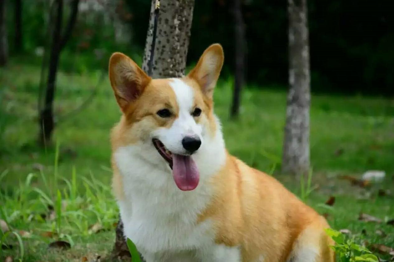 别总觉得柯基太贵了！这五大因素，决定了你看中的柯基犬价格