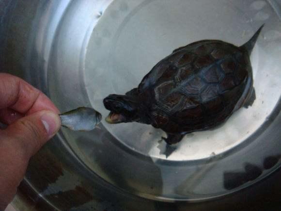 乌龟伸头拒食四肢无力不排便,拒水拒食的乌龟怎么补充蛋白质