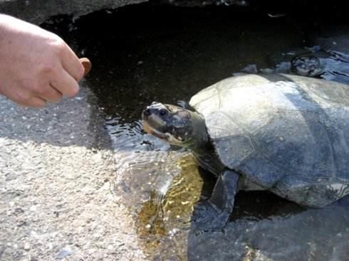 乌龟伸头拒食四肢无力不排便,拒水拒食的乌龟怎么补充蛋白质