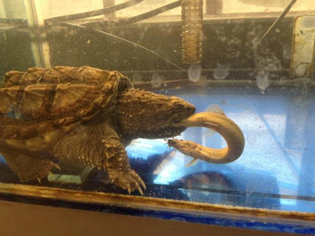 乌龟伸头拒食四肢无力不排便,拒水拒食的乌龟怎么补充蛋白质