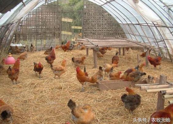 养鸡问答大全,养鸡问题精解版