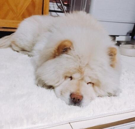 不谨慎踩到狗它会记仇吗,不谨慎踩到狗狗它一直呲牙