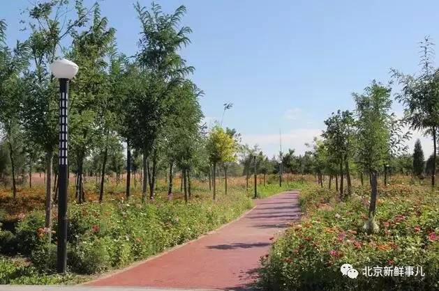 北京最美赏花公园在哪,北京赏花公园景点推荐