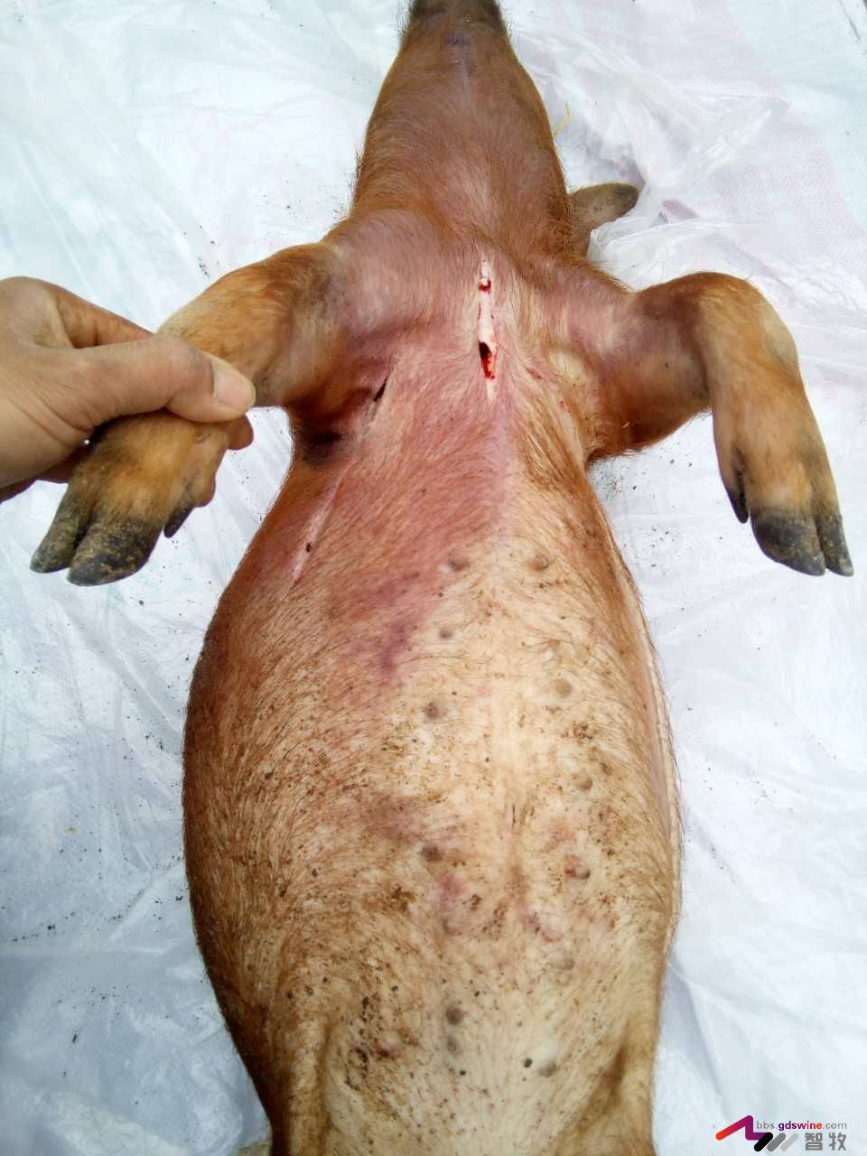 防控饲料黄曲霉毒素危害措施,蛋鸡饲料霉菌毒素危害