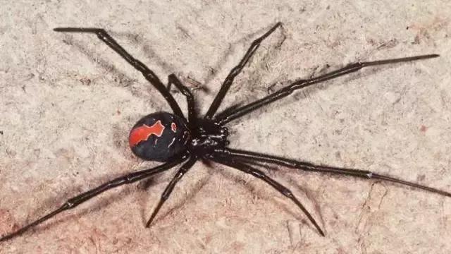 澳洲华人最怕什么,澳洲留学最后悔的十个专业