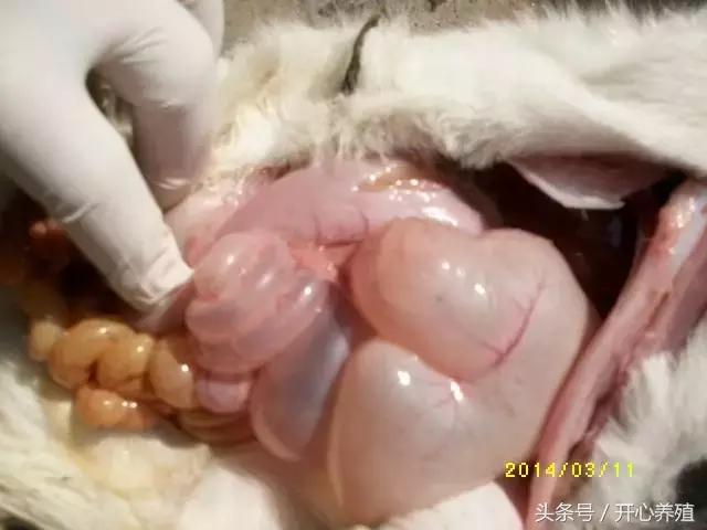 刚出生羔羊软瘫症的治疗方法,羔羊软瘫灵口服快还是注射好