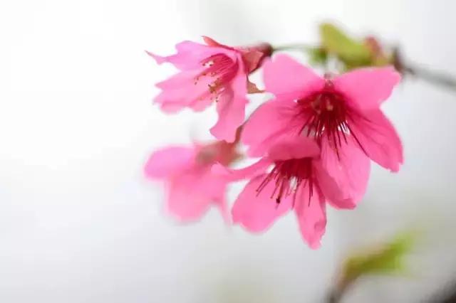 上海最长的樱花大道在哪里,上海樱花盛开的季节是几月