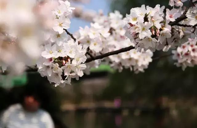 上海最长的樱花大道在哪里,上海樱花盛开的季节是几月