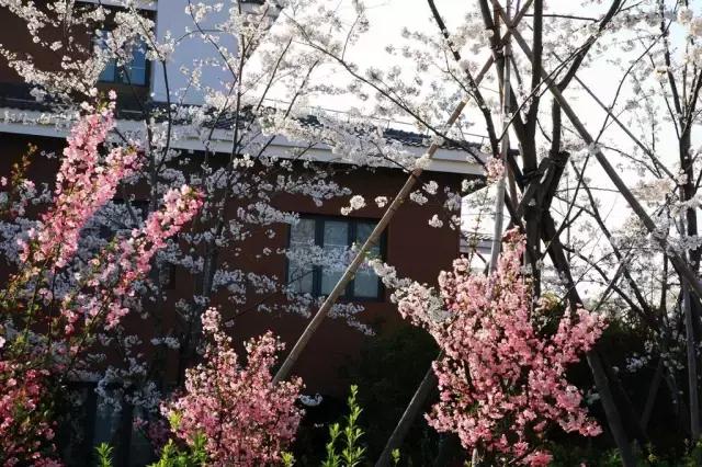 上海最长的樱花大道在哪里,上海樱花盛开的季节是几月