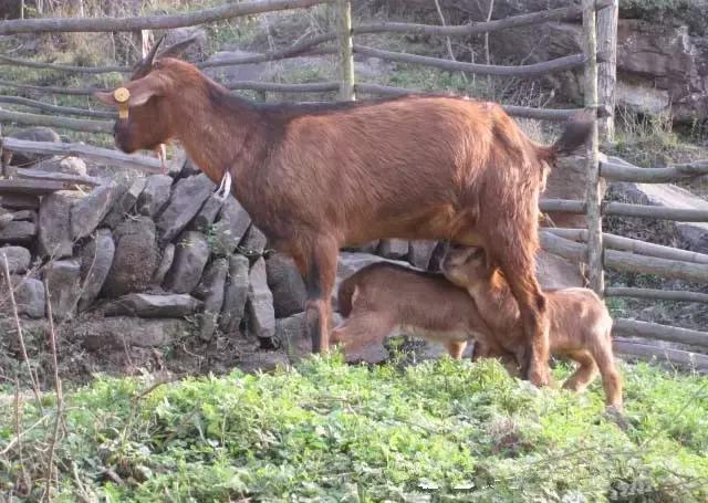 肉羊养殖哪些品种比较好,我国北方最小的肉羊品种