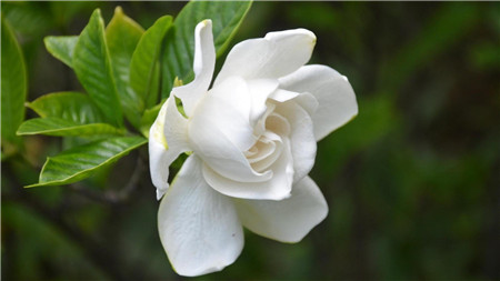 栀子花能吃吗有什么好处,栀子花能吃吗会不会上火