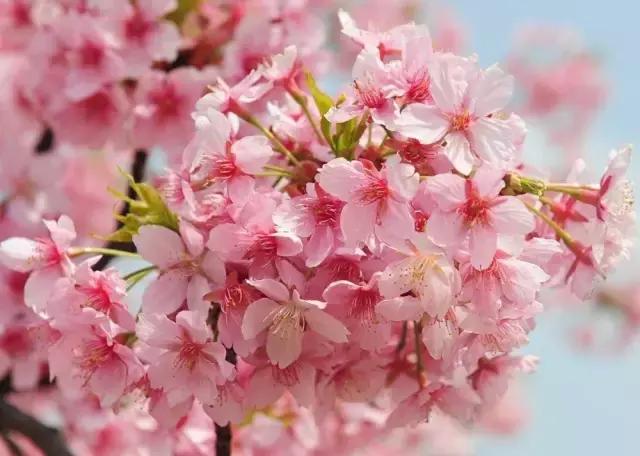 上海最长的樱花大道在哪里,上海樱花盛开的季节是几月