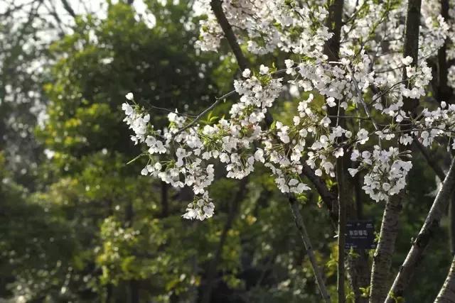 上海最长的樱花大道在哪里,上海樱花盛开的季节是几月