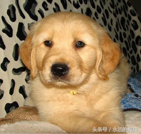 完美宠物有限公司,欢乐宠物金毛