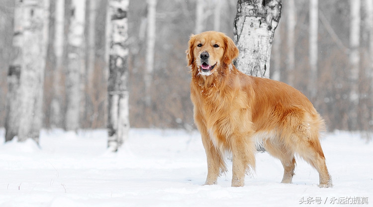 完美宠物有限公司,欢乐宠物金毛