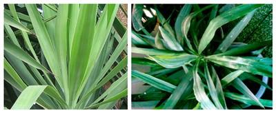 牡丹病毒病病虫害防治知识,牡丹怎么预防病虫害