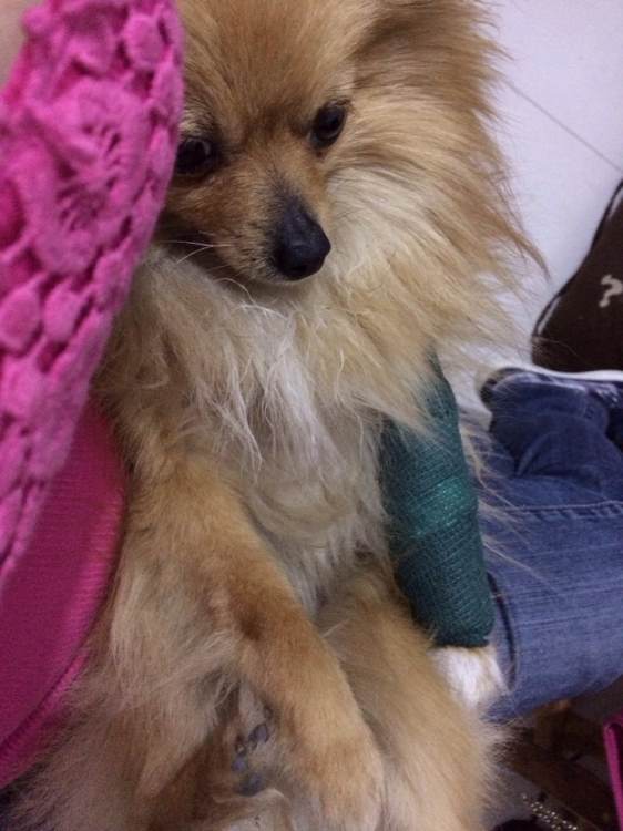 小博美半夜在阳台疯，一下没刹住车从三楼一跃而下摔成重伤，心疼