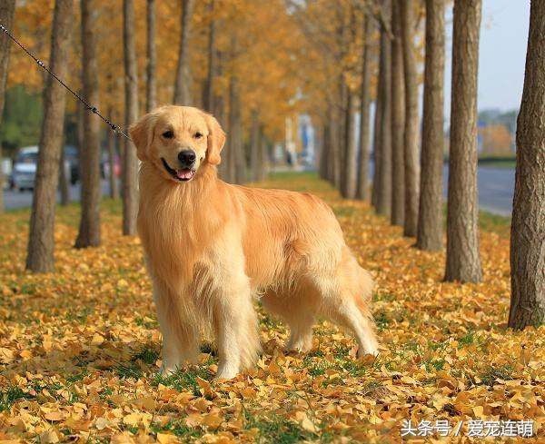 狗狗意外受孕怎么处理,狗狗备孕检查关注事项