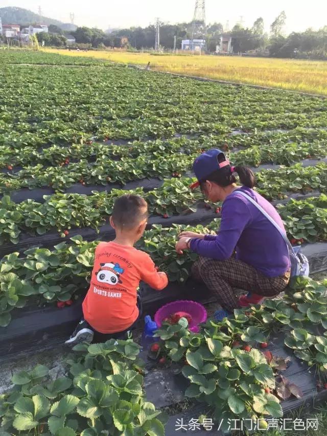江门草莓采摘园在哪里,草莓采摘园人满为患