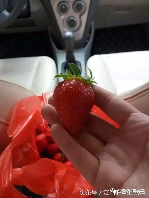 江门草莓采摘园在哪里,草莓采摘园人满为患