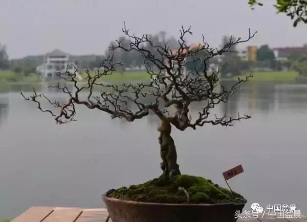 盆景知识与沟通,养花知识大全小盆景