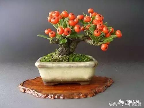 盆景知识与沟通,养花知识大全小盆景