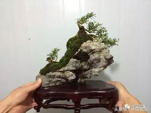 盆景知识与沟通,养花知识大全小盆景